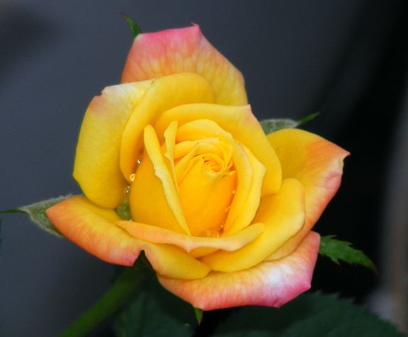 Rainbows End photo re2013_08200005_zps92c2f5c2.jpg